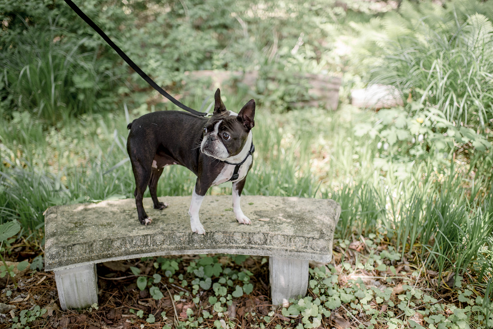 Six month portraits Boston Terrier Puppy