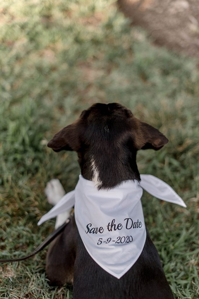 dog save the date